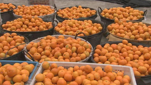 央視點贊三門鮮甜豐收 酒業(yè)煥新迎豐年